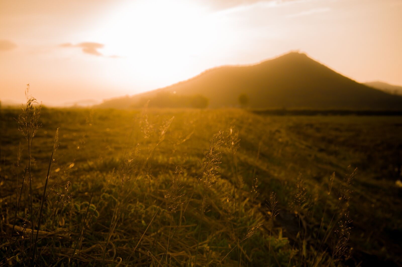 Nikon D700 sample photo. Flower, grass may, blooming photography