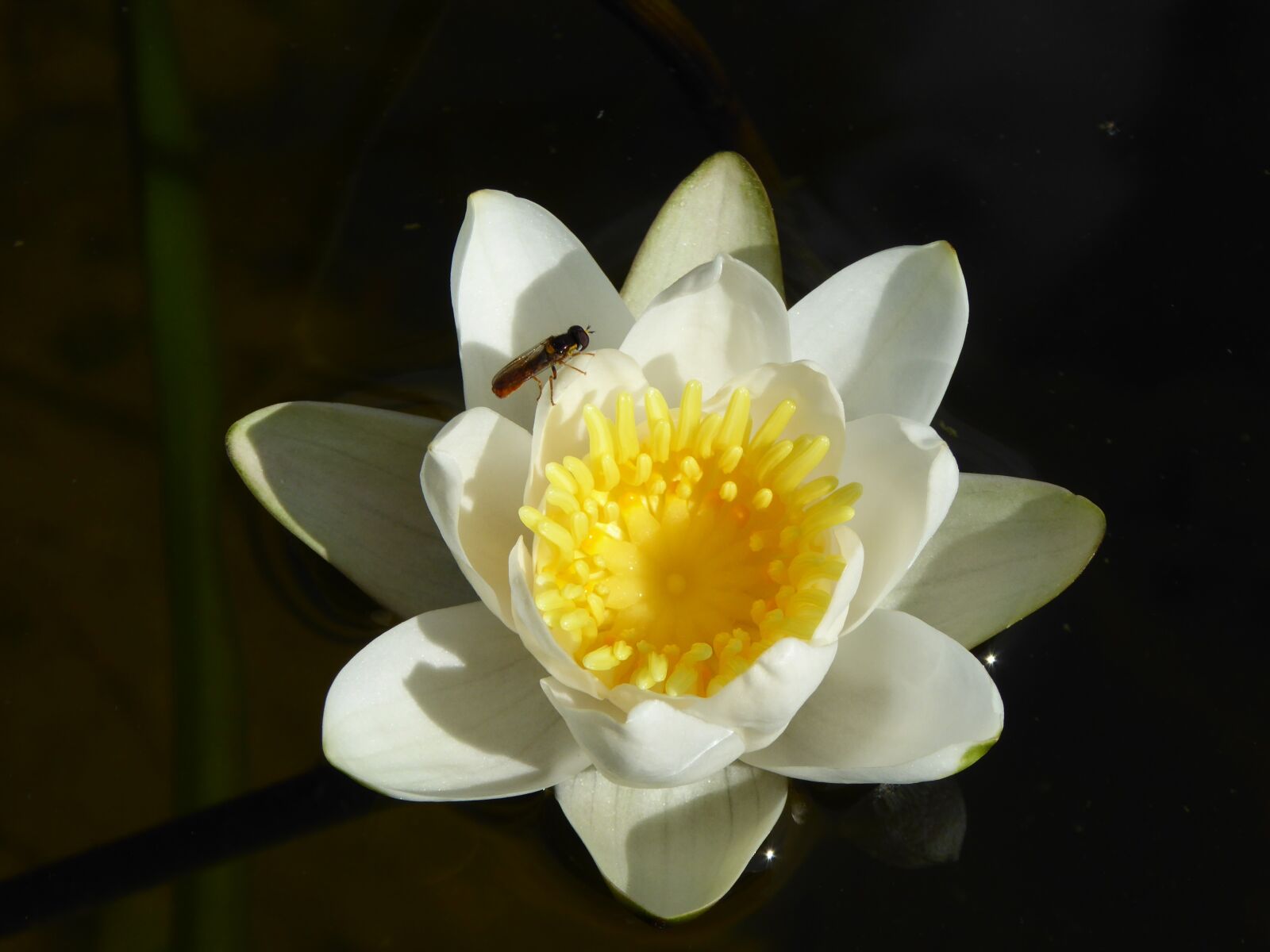 Panasonic DMC-TZ61 sample photo. Flower, yellow water lily photography