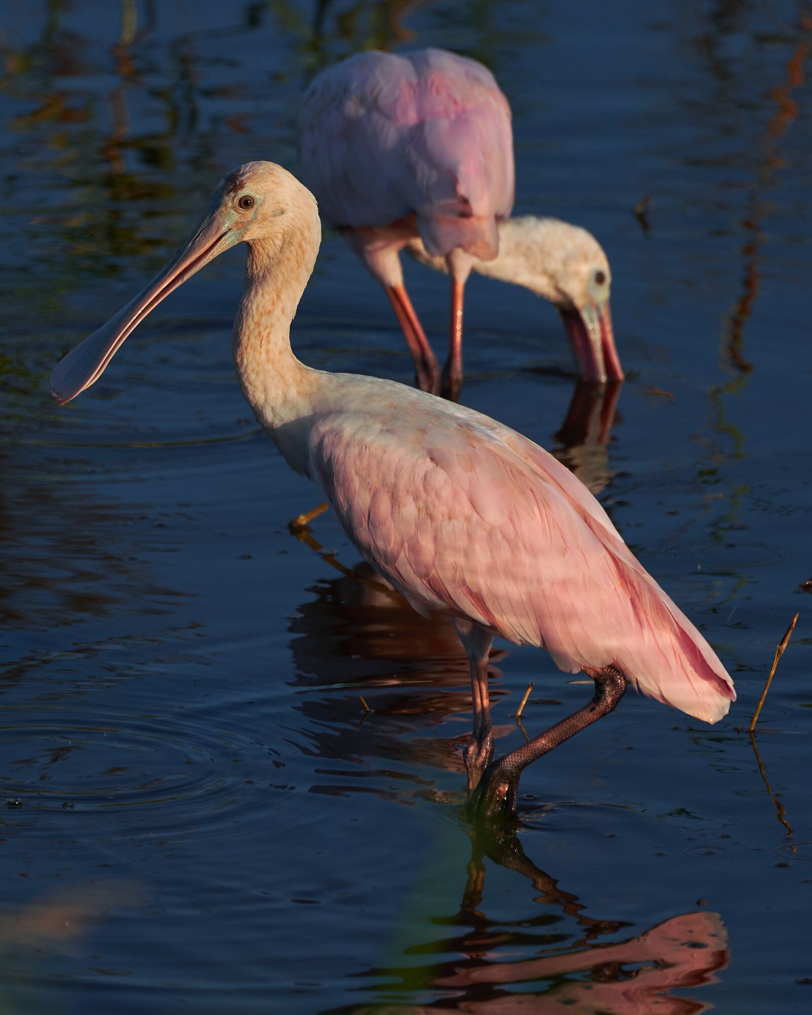 Sony a7R III sample photo. Birds, plumage, water bird photography