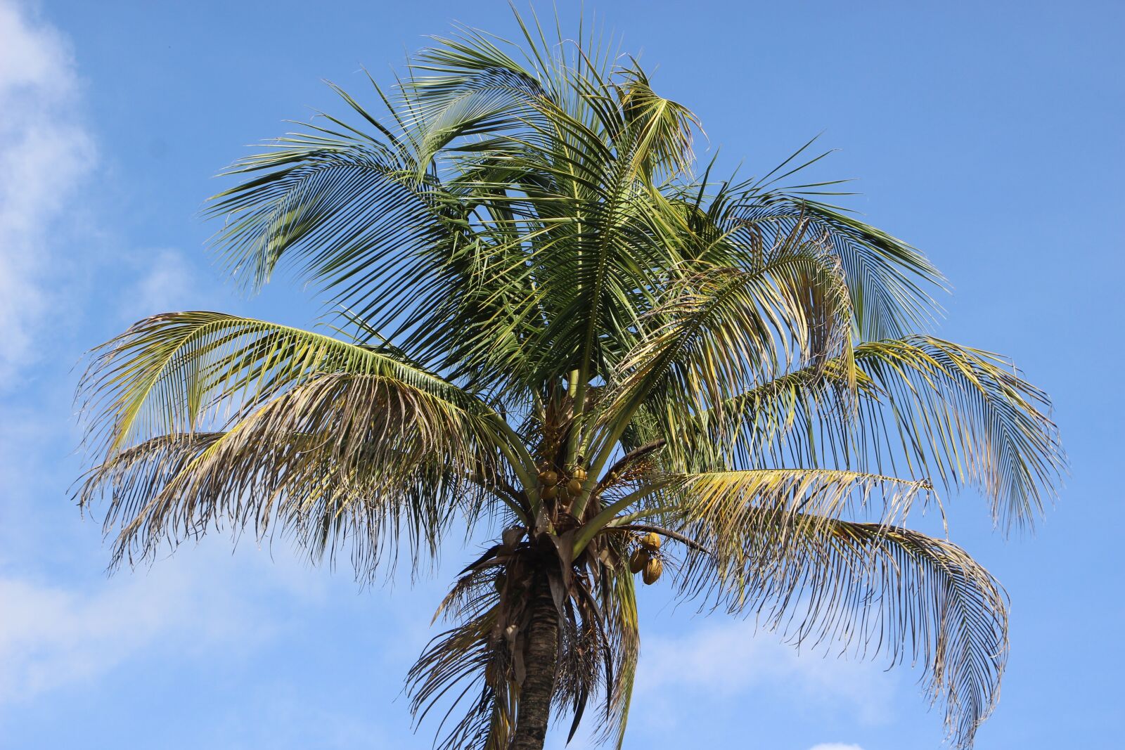 Canon EOS 100D (EOS Rebel SL1 / EOS Kiss X7) sample photo. Palm, coconut, coconut tree photography