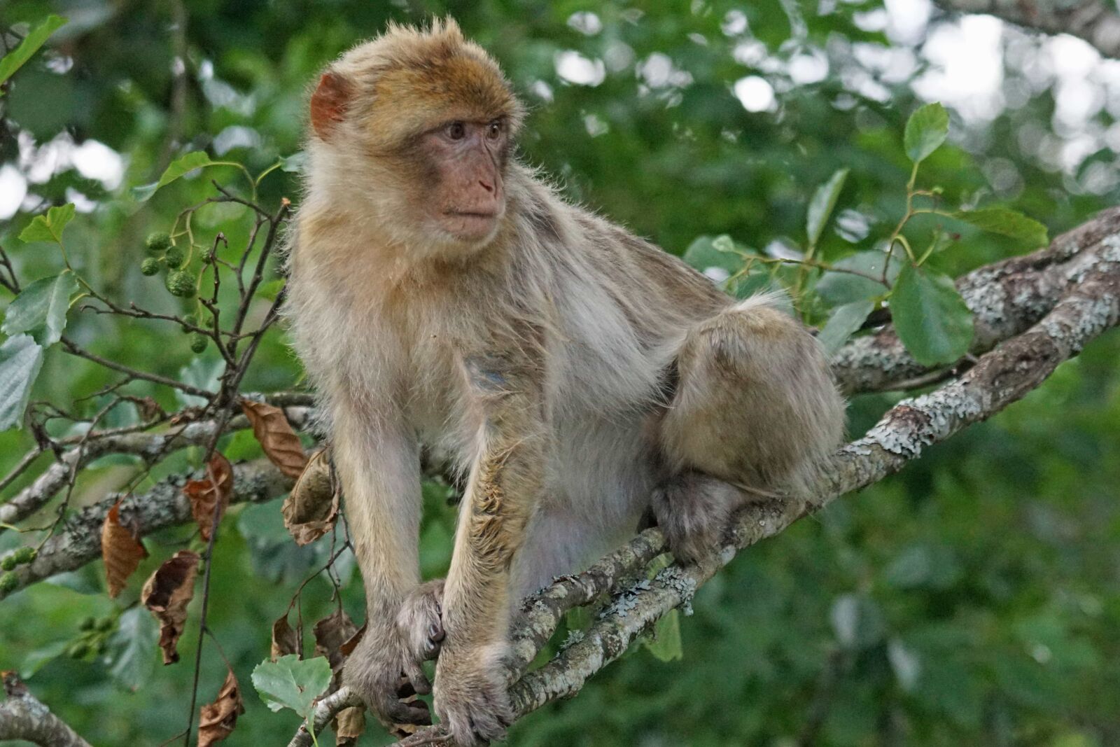 Sony ILCA-77M2 sample photo. Wild, tree, animal, cute photography