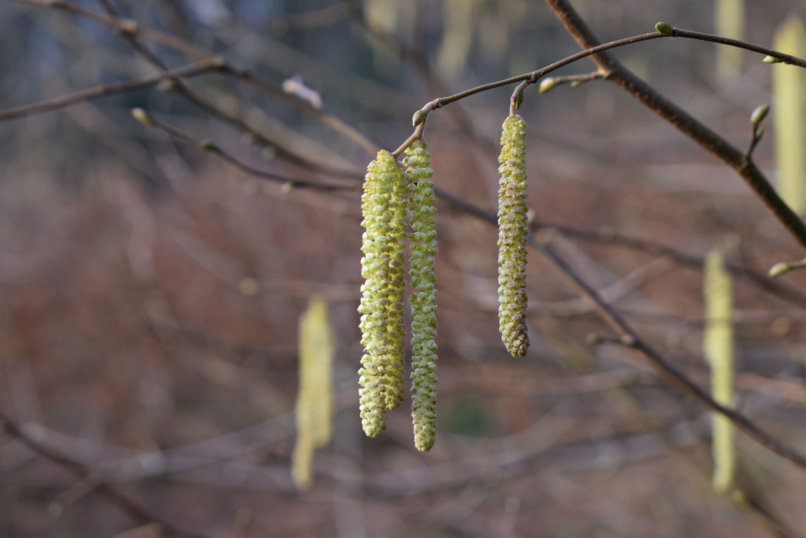 Nikon D3300 sample photo. Forest, spring, nature photography