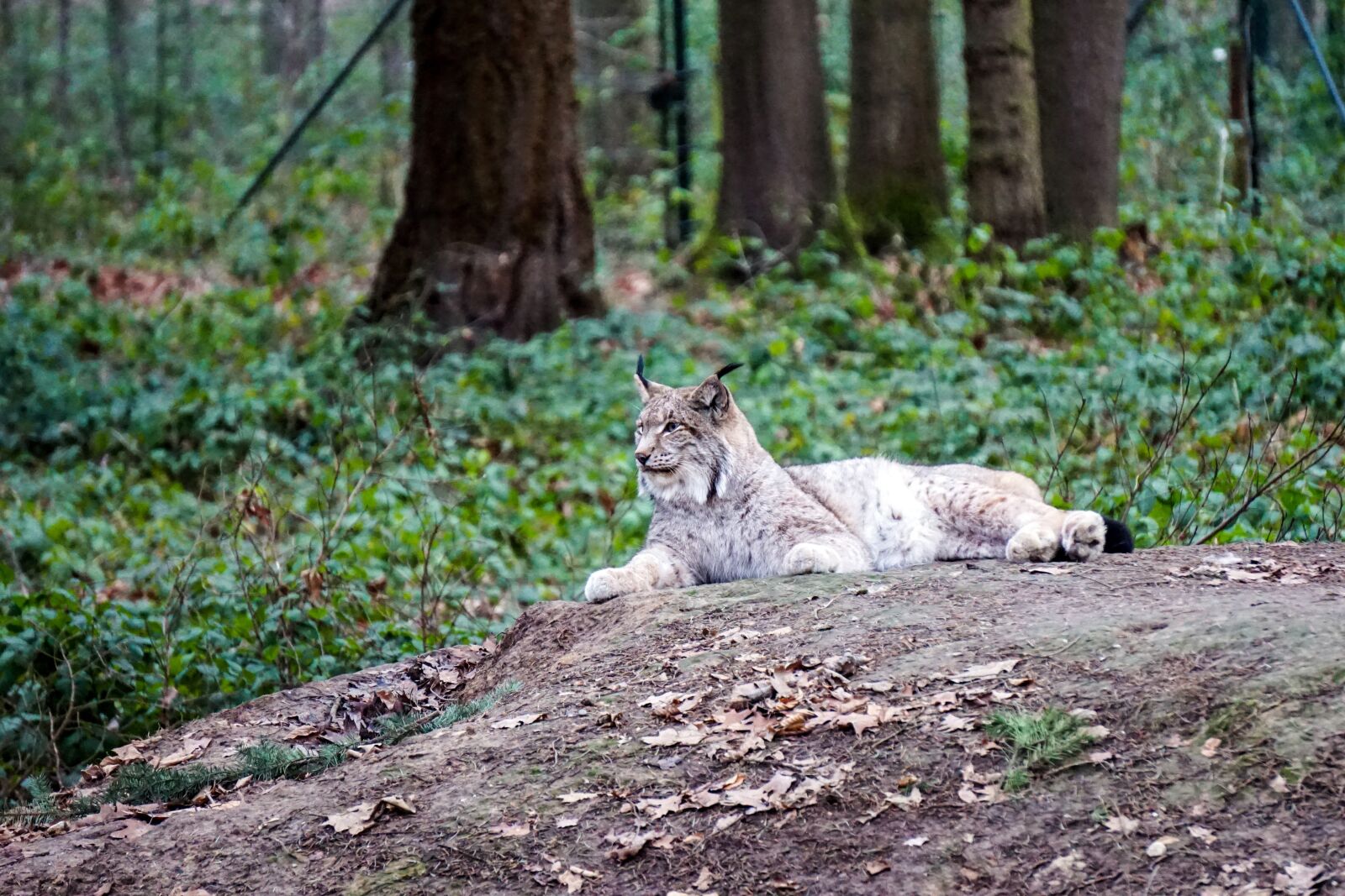Sony E 55-210mm F4.5-6.3 OSS sample photo. Wildlife park, lynx, gangelt photography