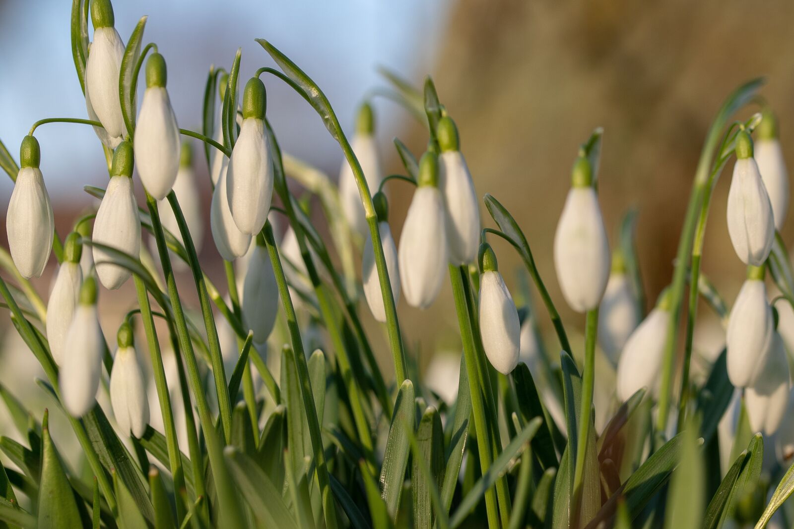 Canon EOS 6D Mark II sample photo. Snowdrops, garden, flowers photography