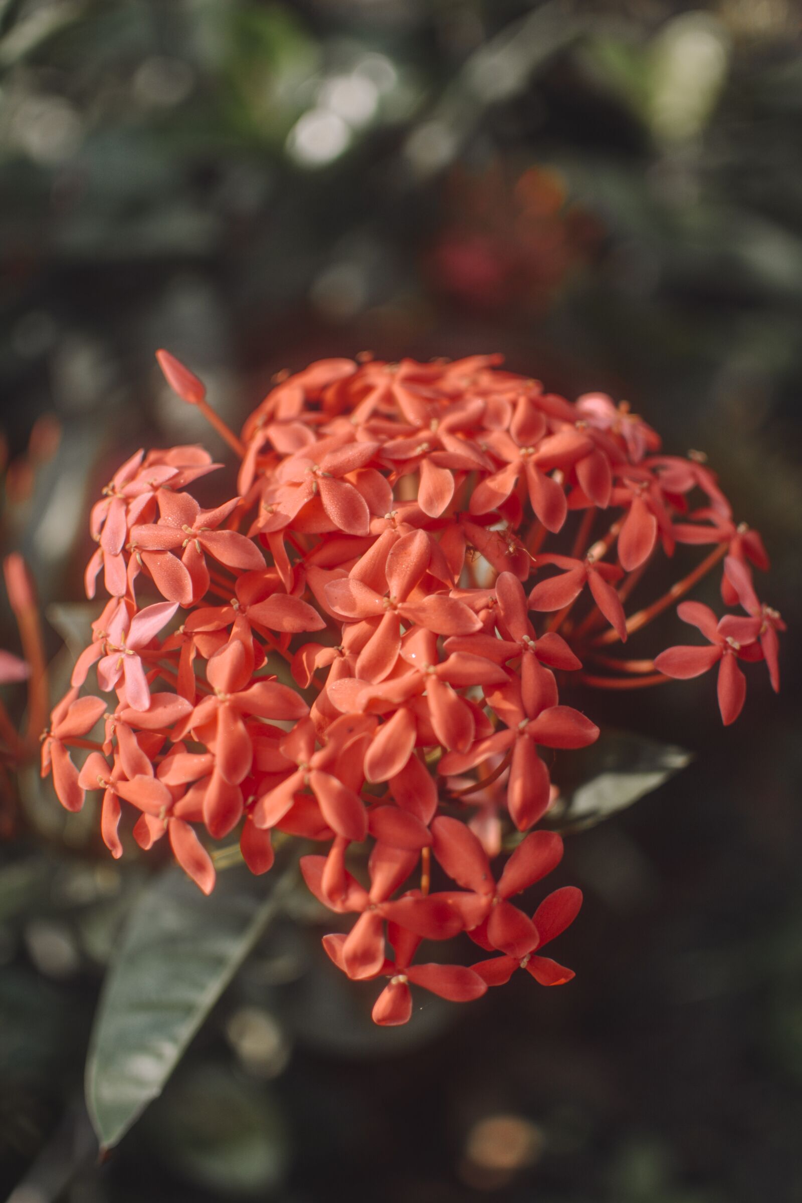 Nikon D7100 sample photo. Tropical flower, flower, nature photography