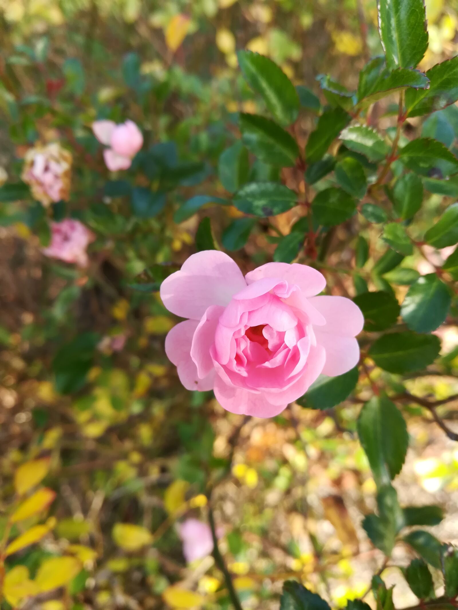 HUAWEI honor 6x sample photo. Rose, flower, pink photography