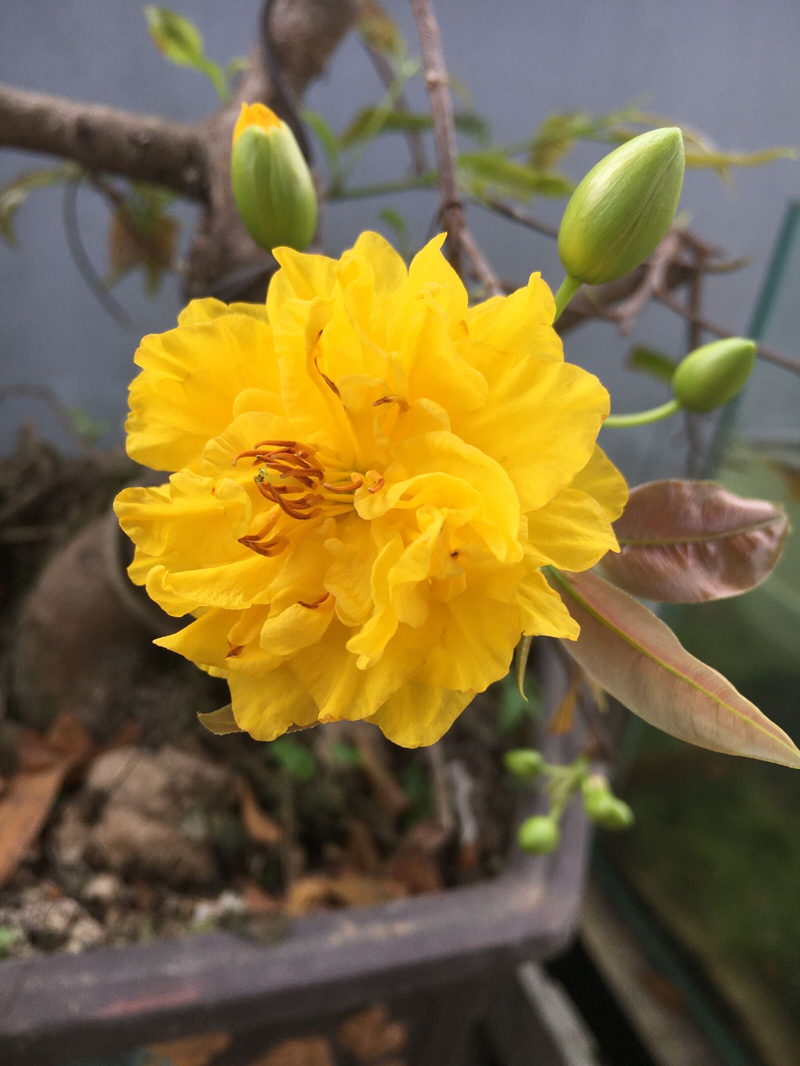 Apple iPhone 6s sample photo. Huy, phong, tung photography