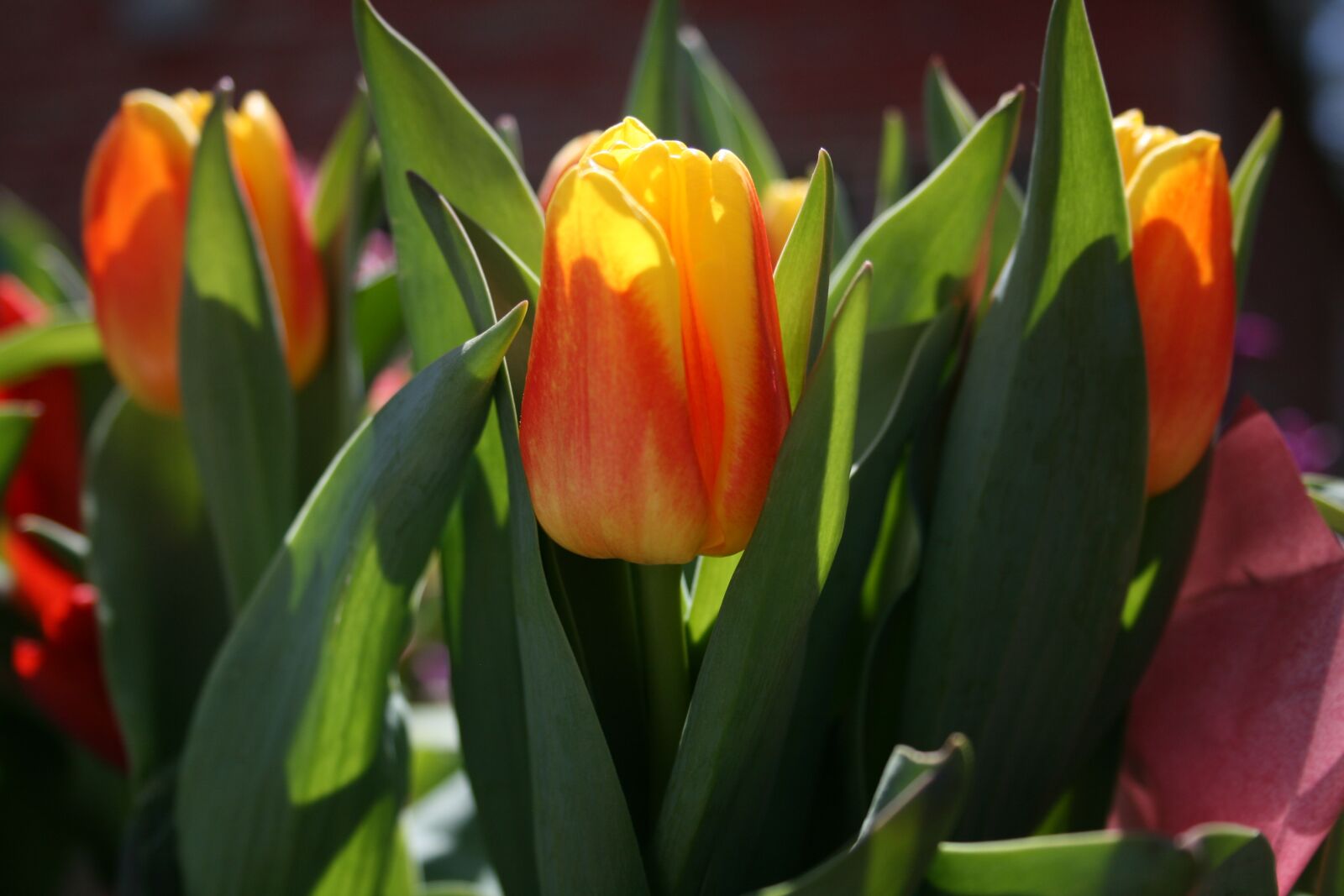 Canon EOS 400D (EOS Digital Rebel XTi / EOS Kiss Digital X) sample photo. Tulips, orange, spring photography