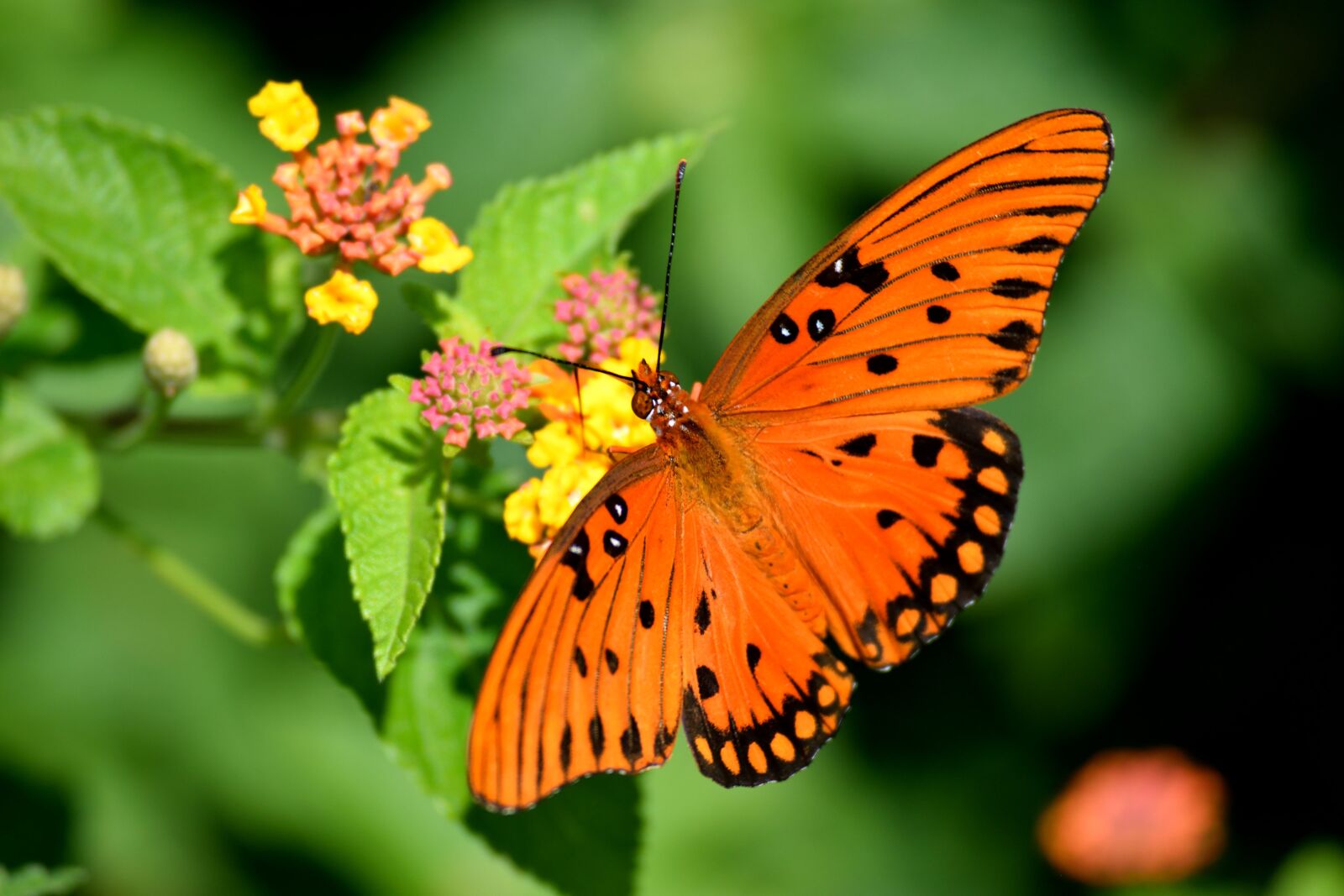 Nikon D3300 sample photo. Fritillary butterfly, insect, wildlife photography