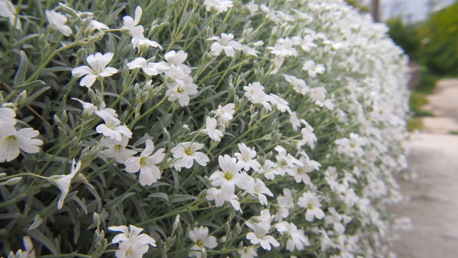 Olympus PEN E-PL6 sample photo. Flowers, skalka, white photography