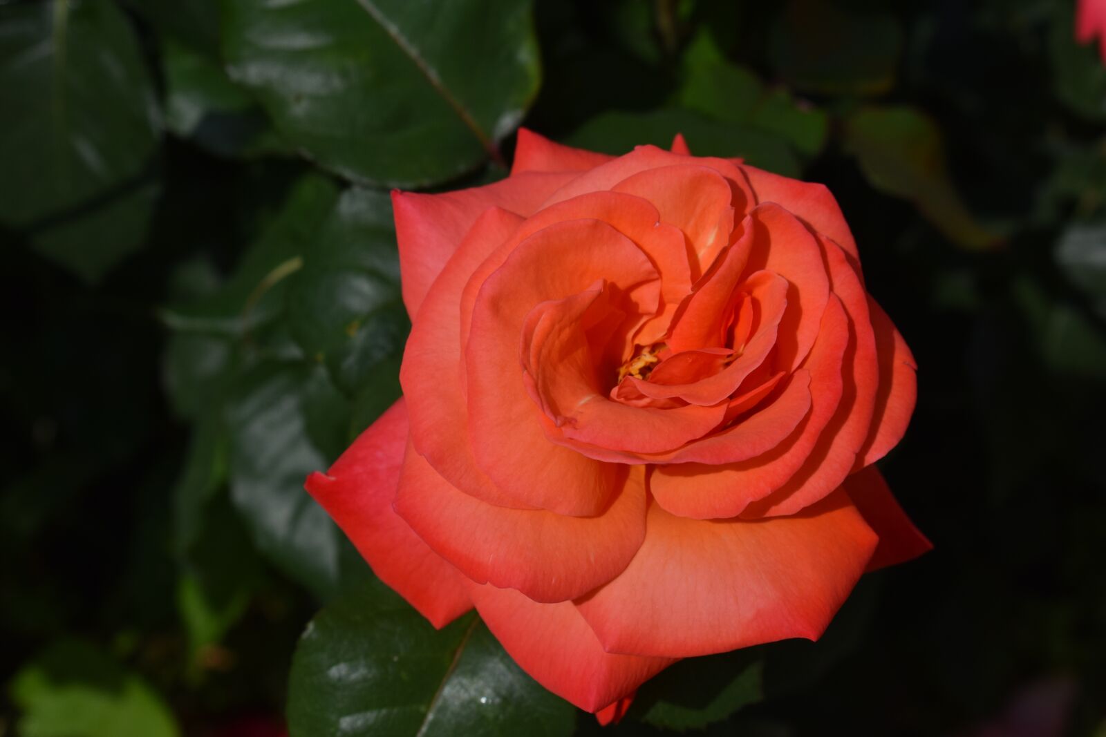 Nikon D3400 sample photo. Rose, red, flower photography