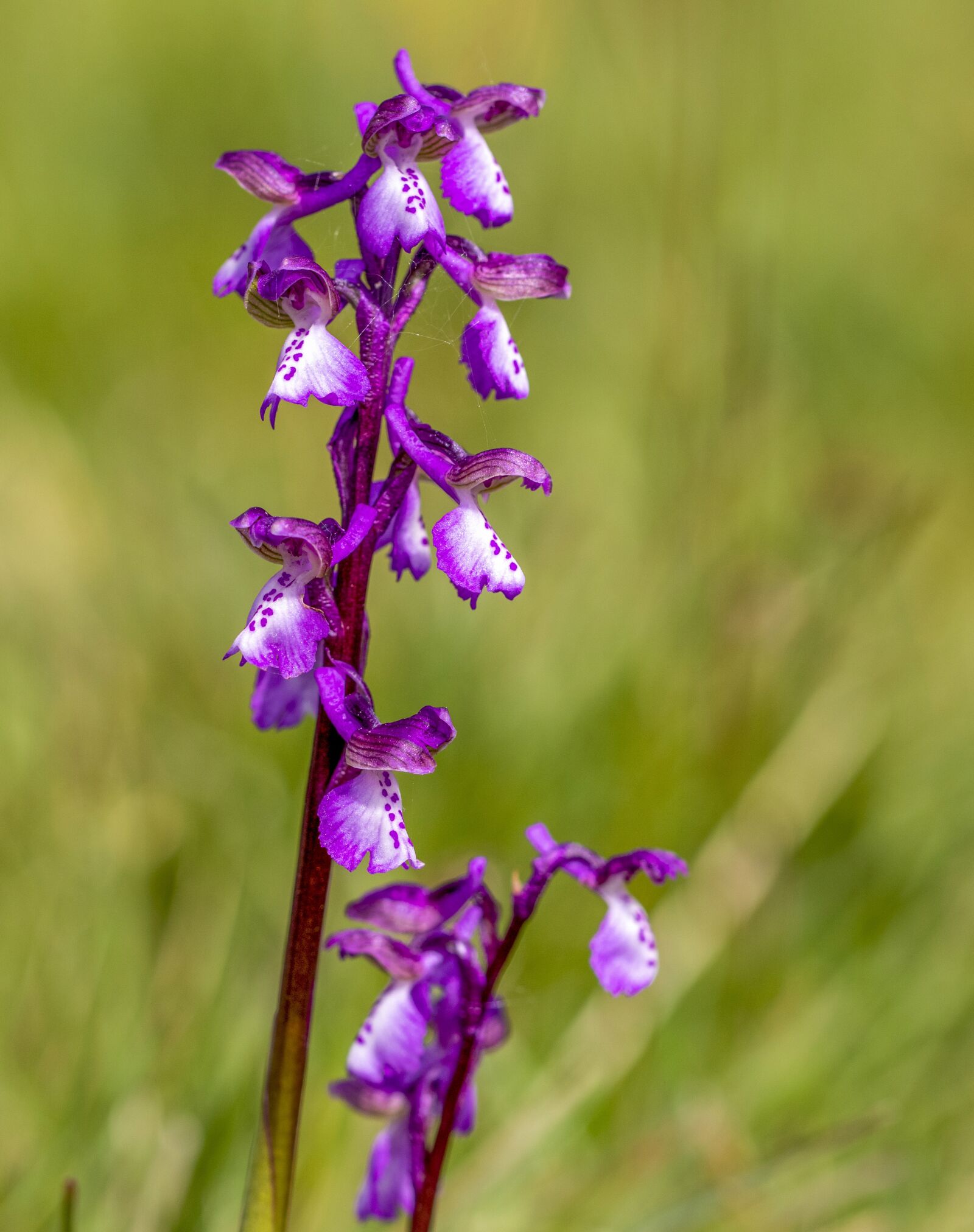 Canon EOS 800D (EOS Rebel T7i / EOS Kiss X9i) sample photo. Green-winged-orchid, wildflower, summer photography