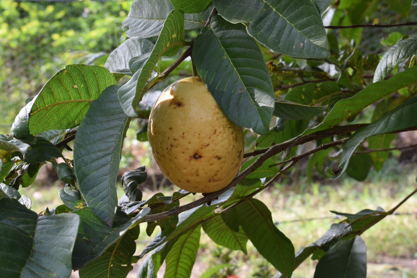 Nikon D5300 sample photo. Colombia, fruit, guava photography
