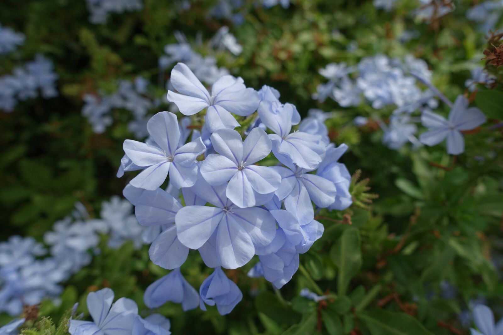 Sony Cyber-shot DSC-RX100 III sample photo. Flower, purple, blue photography