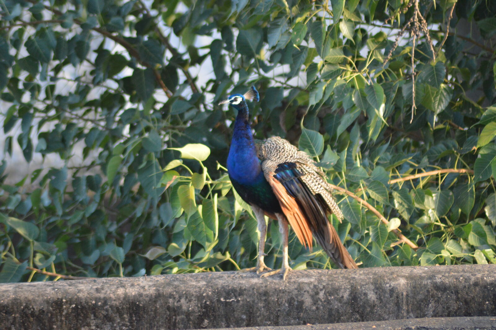Nikon D3200 sample photo. Peacock photography