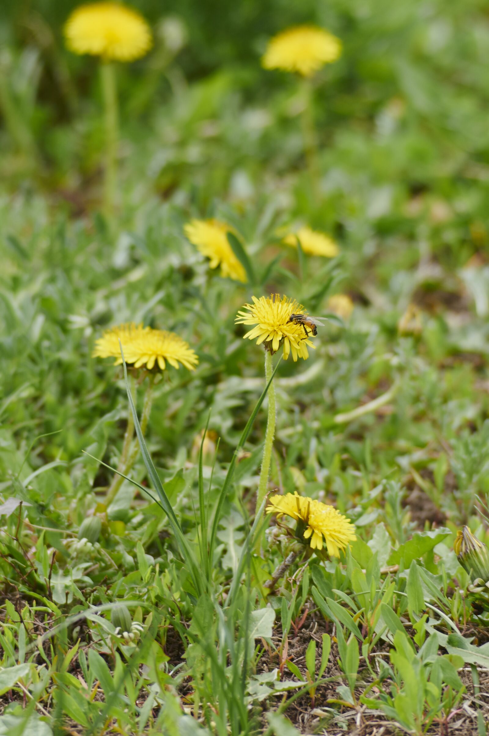 Nikon D300S sample photo. Flowers, dandelion, plant photography