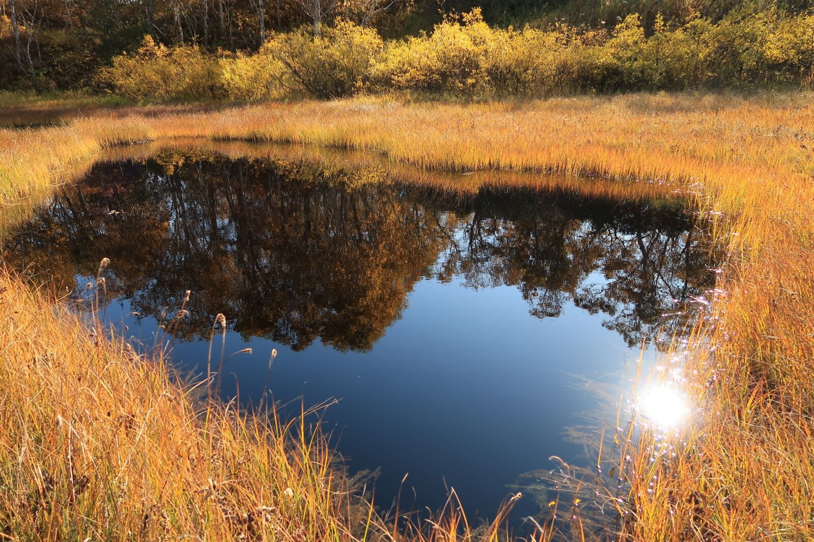 Canon PowerShot G7 X Mark II sample photo. Autumn, lake, forest photography