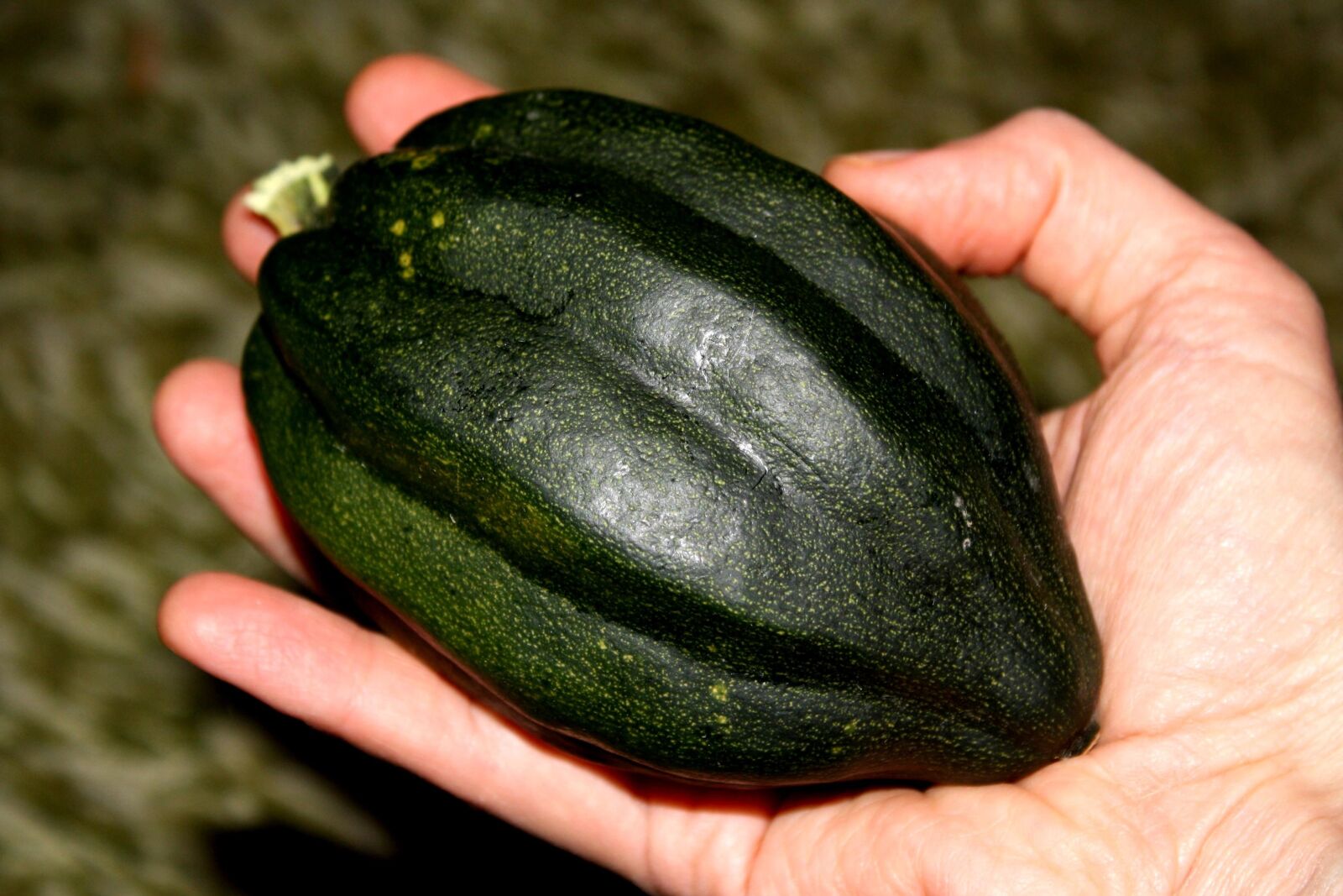 f/3.5-5.6 IS sample photo. Acorn, squash, pumpkin, vegetable photography