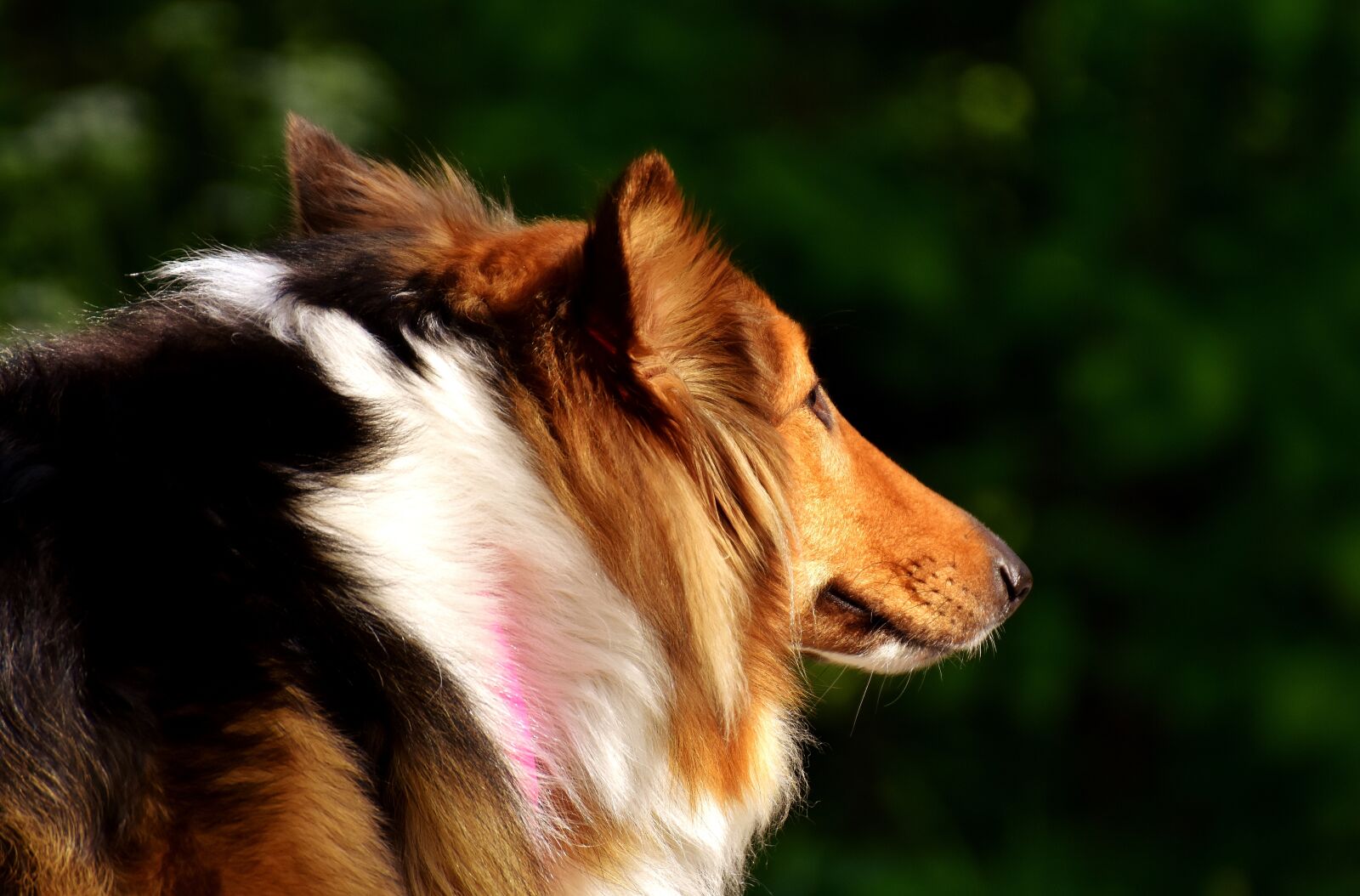 Nikon D7200 sample photo. Collie, dog, pet photography