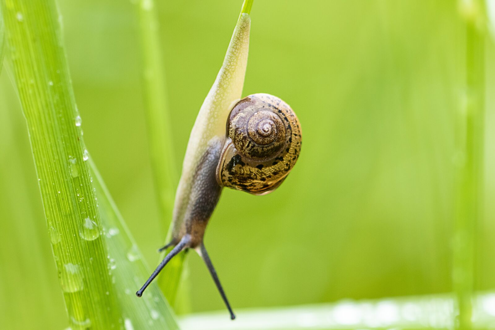 Canon EOS 7D Mark II + Canon EF 100mm F2.8L Macro IS USM sample photo. Snail, animal, nature photography
