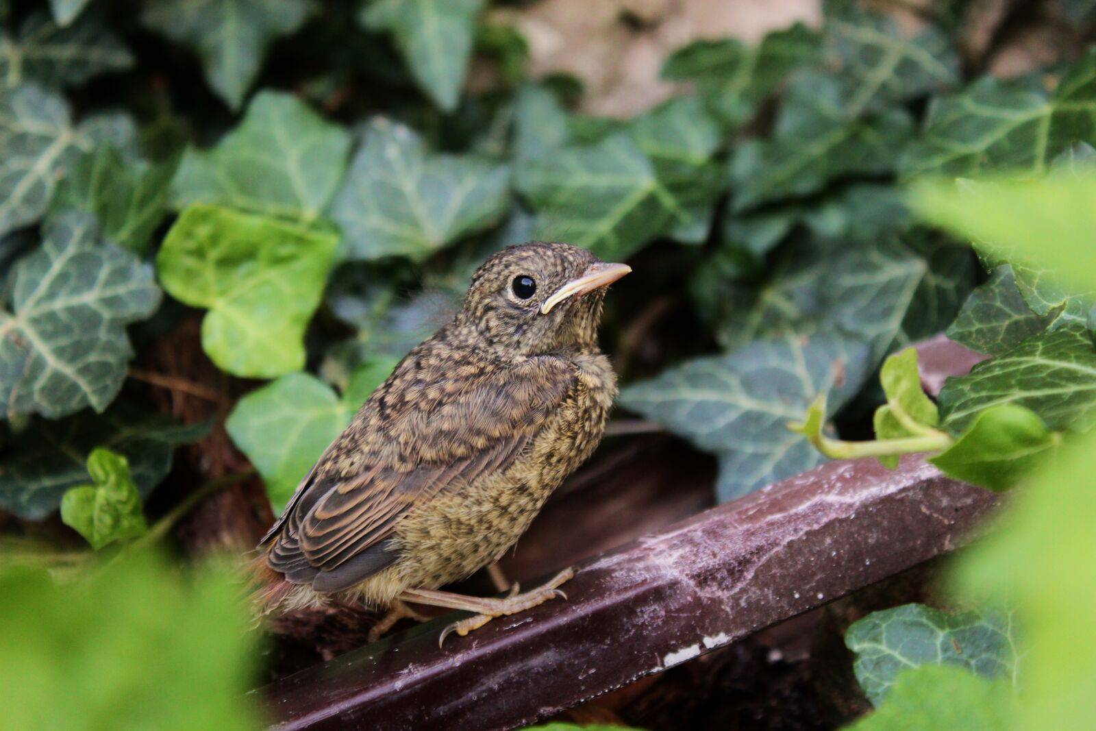 Canon EOS 1300D (EOS Rebel T6 / EOS Kiss X80) sample photo. Nightingale, nightingales, ivy photography