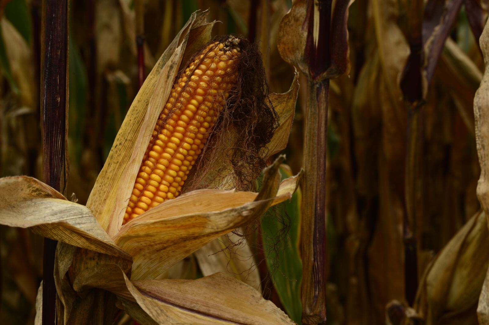 Nikon Df sample photo. Autumn, corn, corn on photography