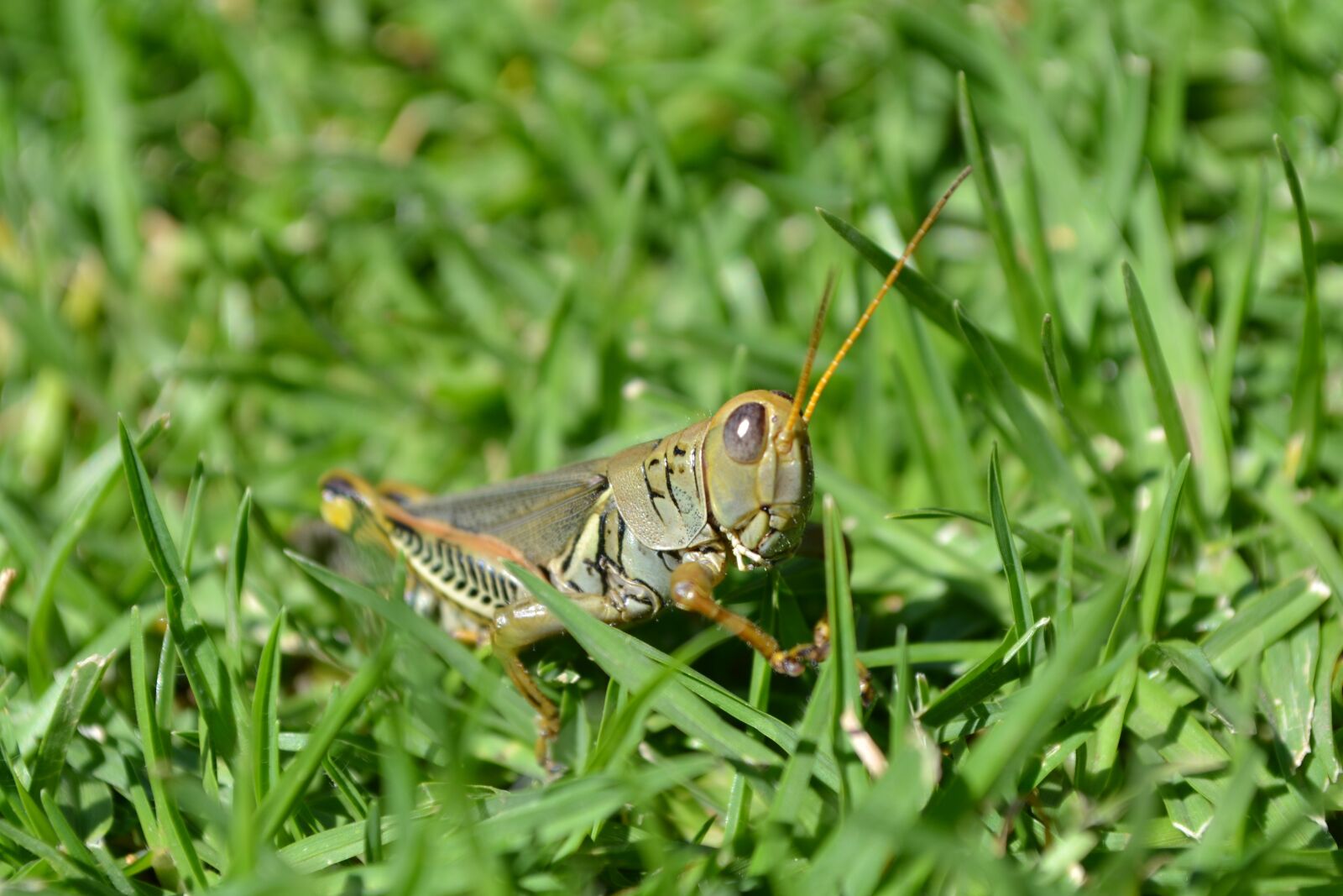 Nikon D3100 sample photo. Grasshopper, chapulin, insect photography