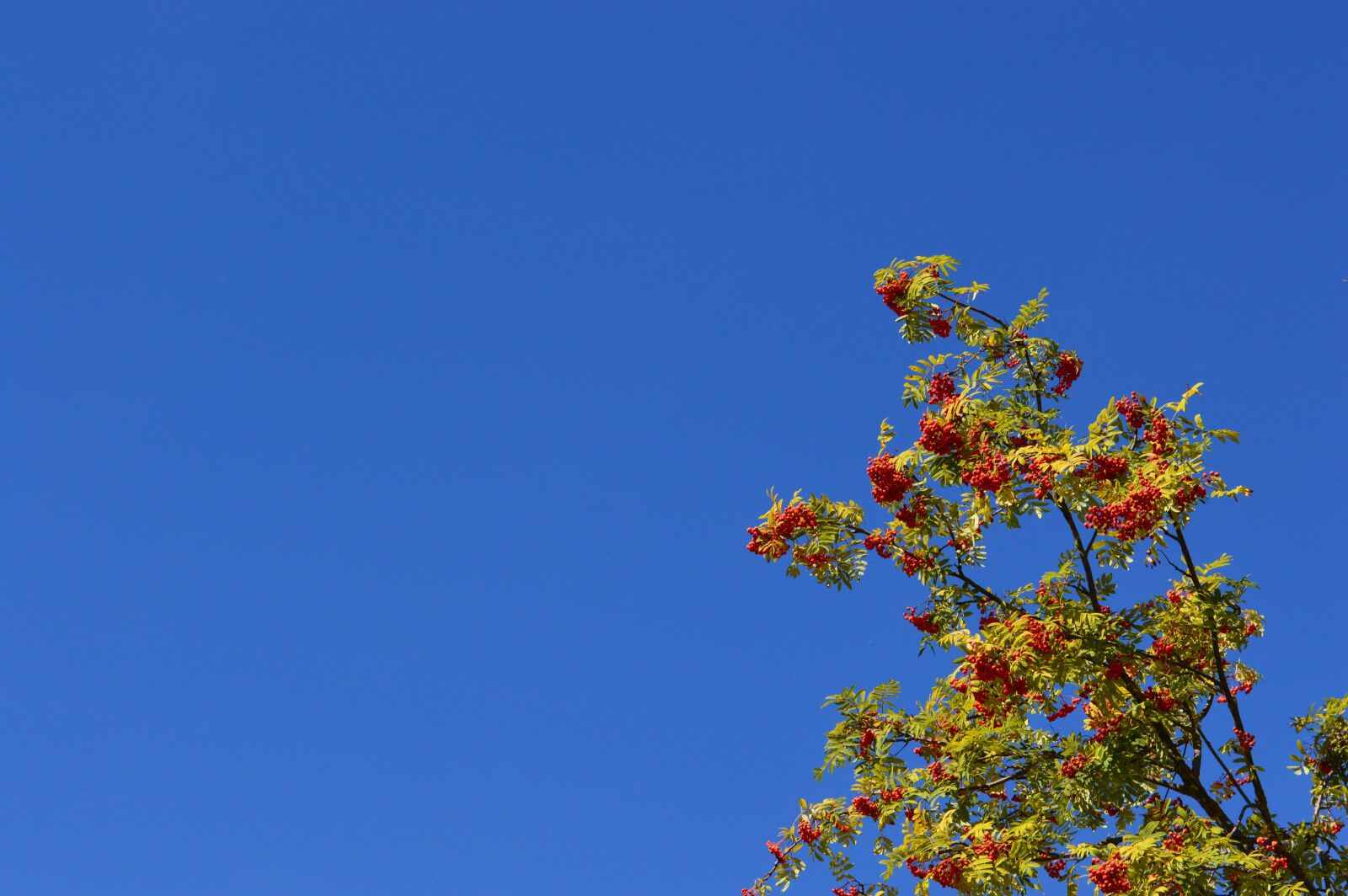Nikon D3200 sample photo. Rowan, sky, berry photography