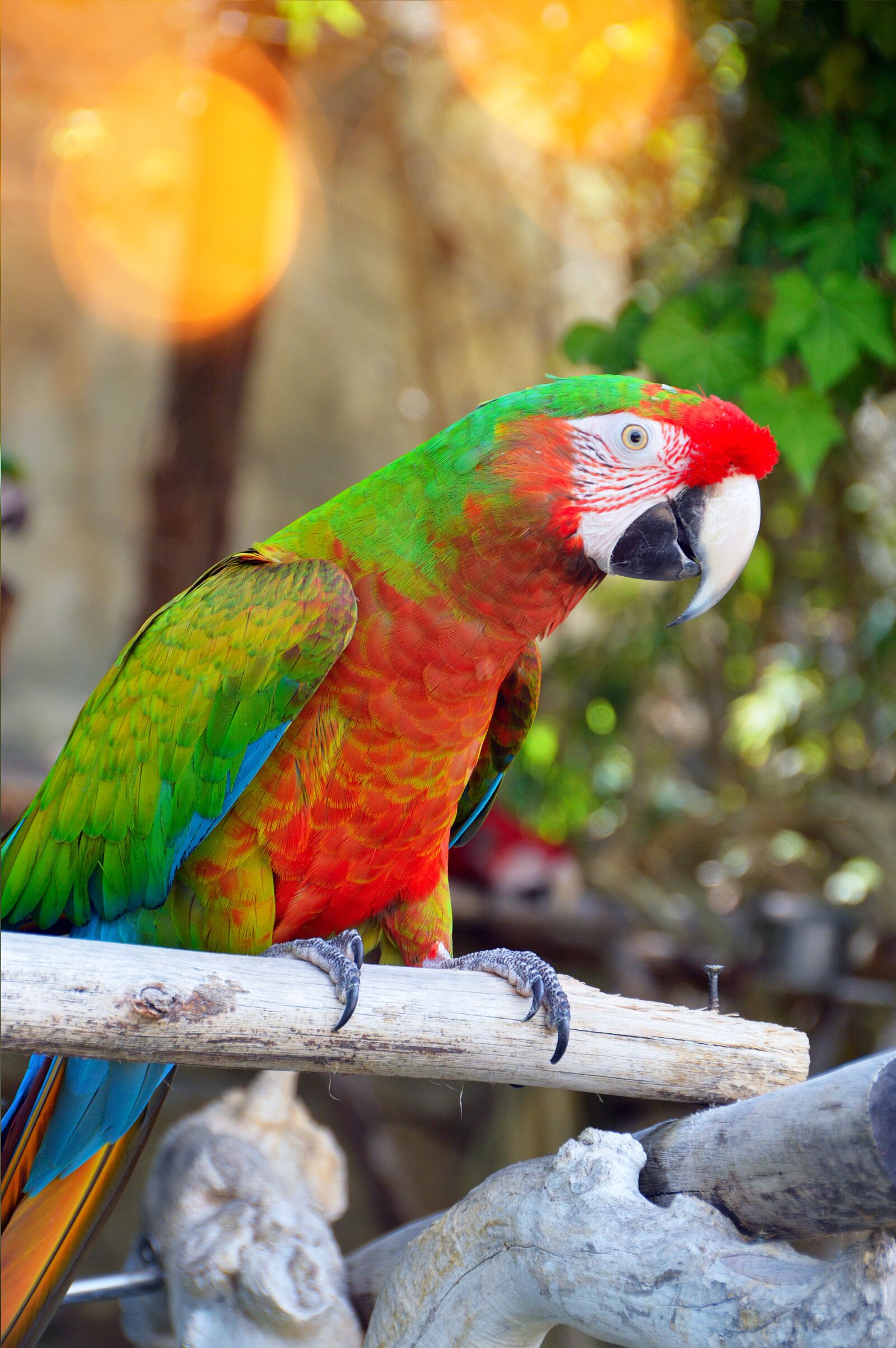 Nikon D3200 sample photo. Parrot by temperament, bird photography