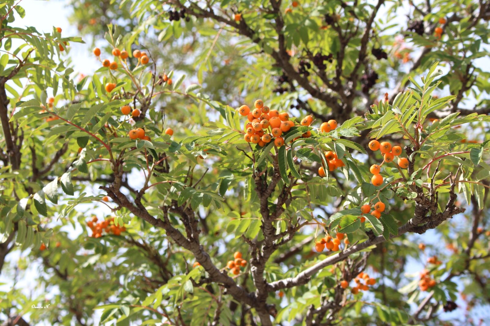 Canon EOS 700D (EOS Rebel T5i / EOS Kiss X7i) sample photo. Tree, rowan, red photography