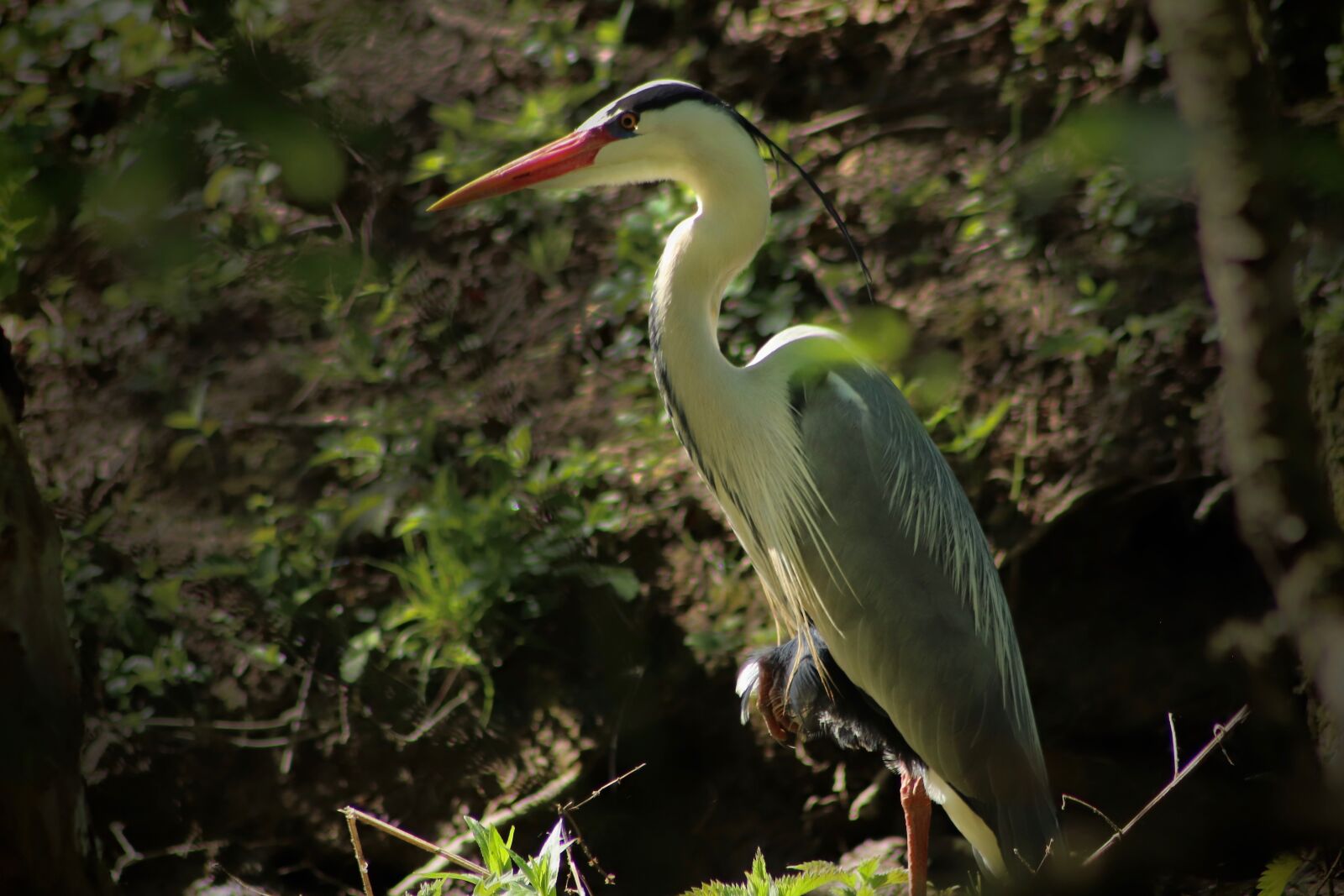 Canon EOS 800D (EOS Rebel T7i / EOS Kiss X9i) sample photo. Heron, bird, grey heron photography