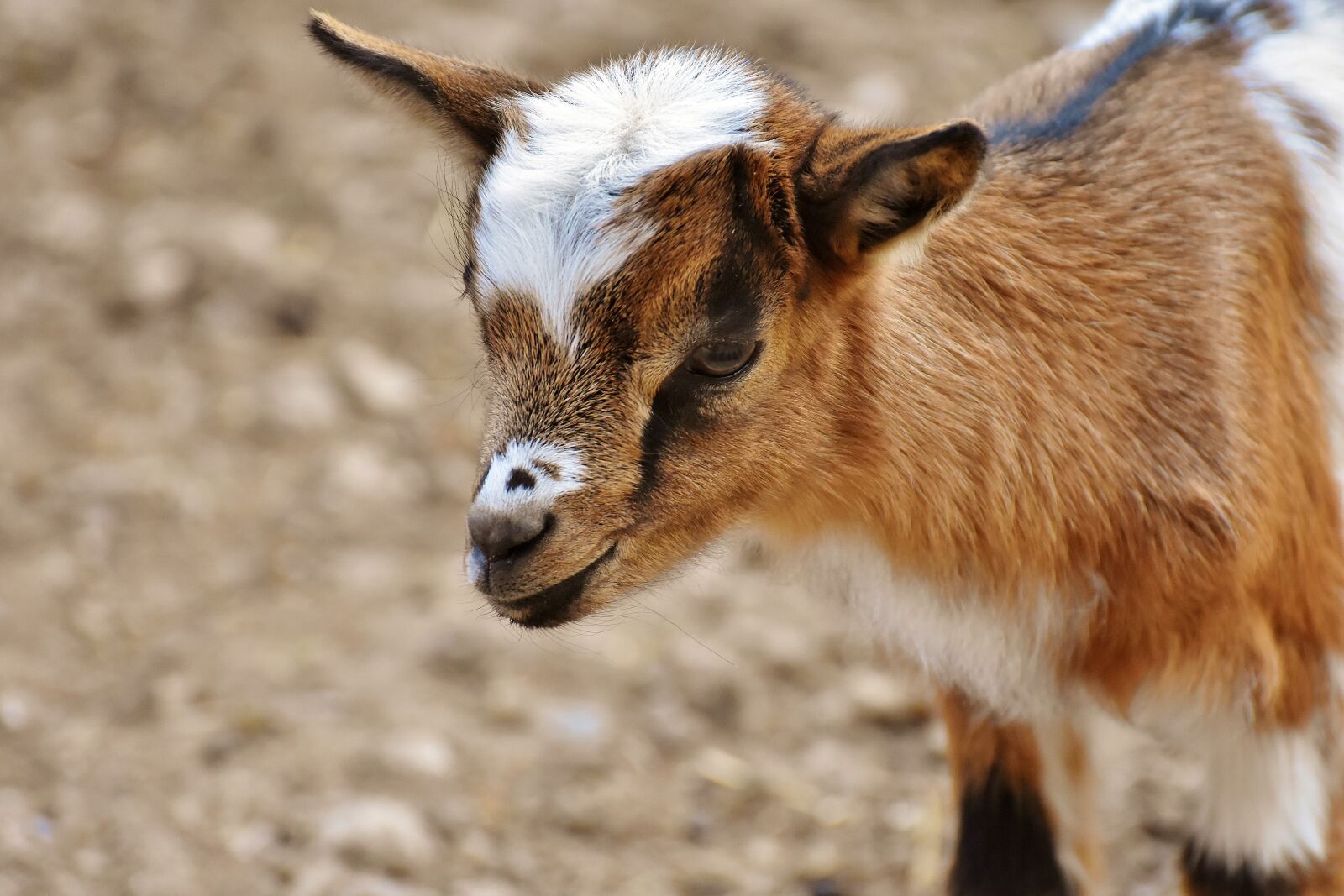 Nikon D7200 sample photo. Goat, young animals, playful photography