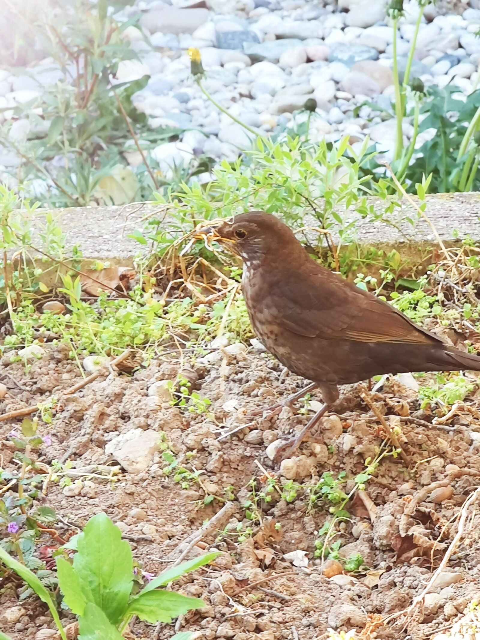 HUAWEI P30 Pro sample photo. Blackbird, bird, curious photography
