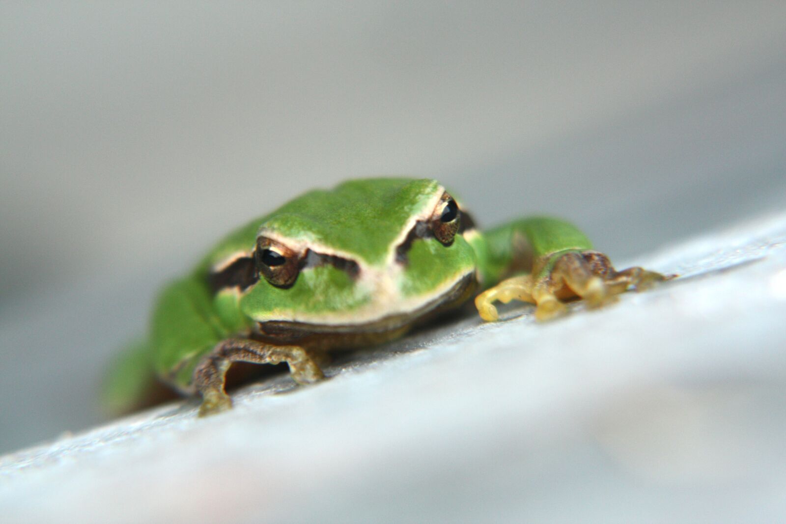 Canon EOS 450D (EOS Rebel XSi / EOS Kiss X2) sample photo. Green frog, frog, stick photography