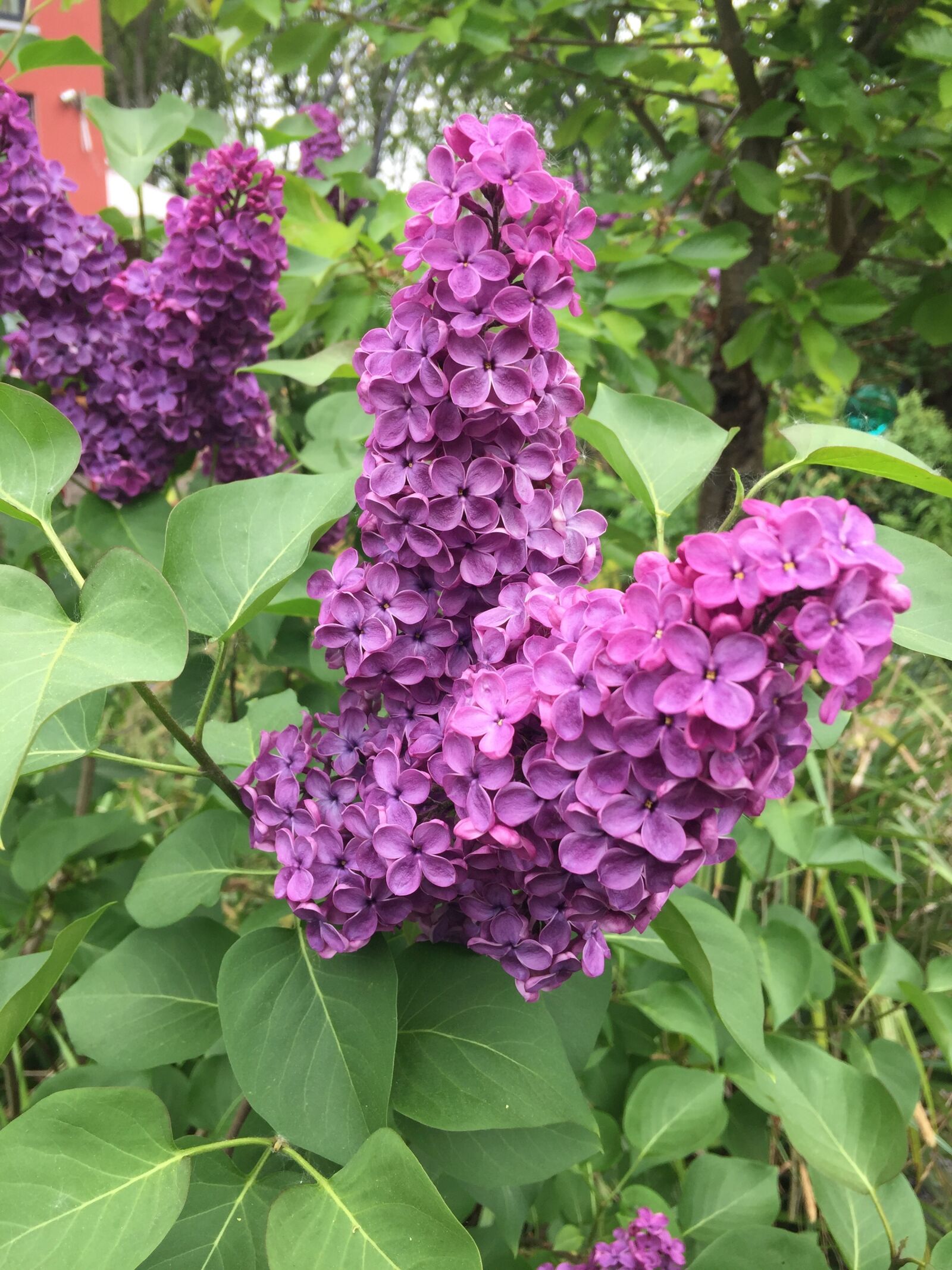 iPhone 6 Plus back camera 4.15mm f/2.2 sample photo. Purple, plant, lilac photography