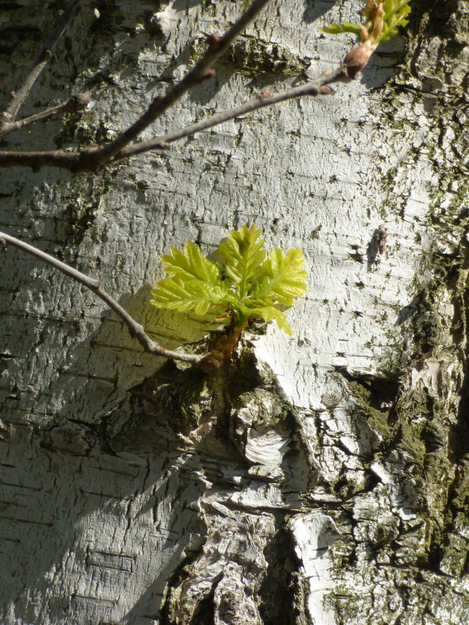 Panasonic DMC-FZ72 sample photo. Birch, spring, branch photography