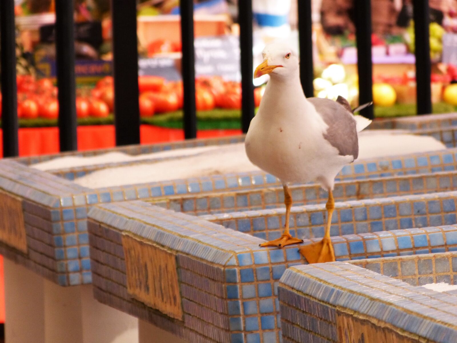 Panasonic Lumix DMC-FZ150 sample photo. Marget, seagull photography