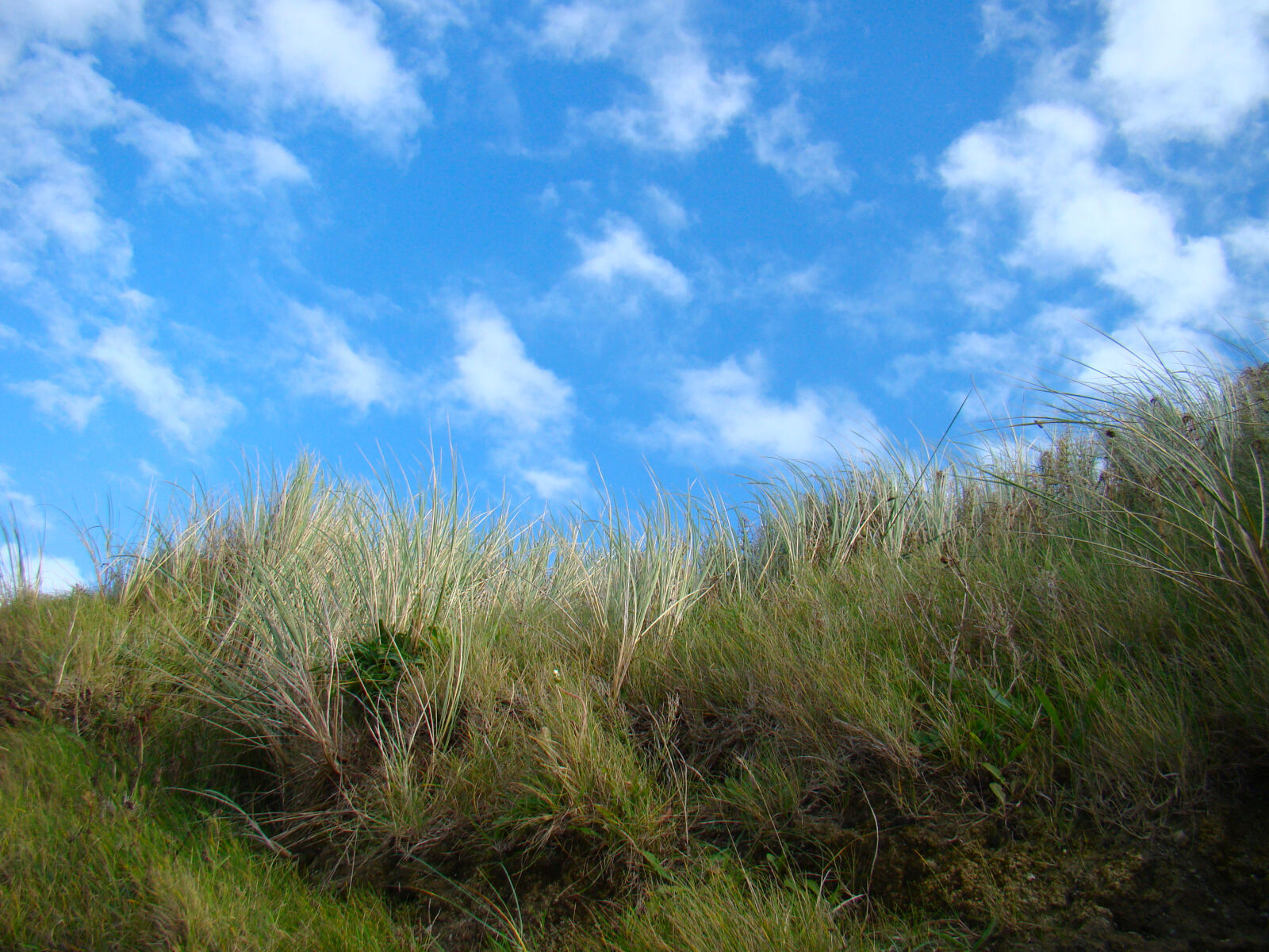 Sony Cyber-shot DSC-H50 sample photo. Blue, clouds, grass, green photography