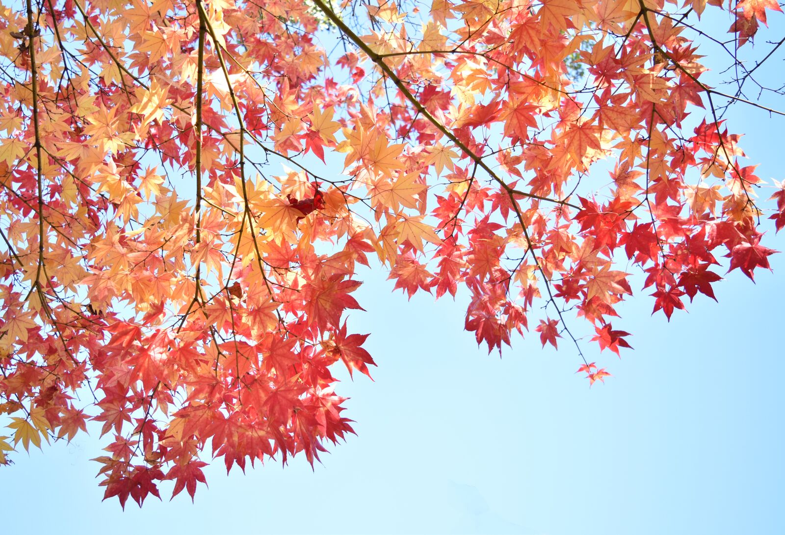 Nikon D5500 sample photo. Autumnal leaves, red, autumn photography