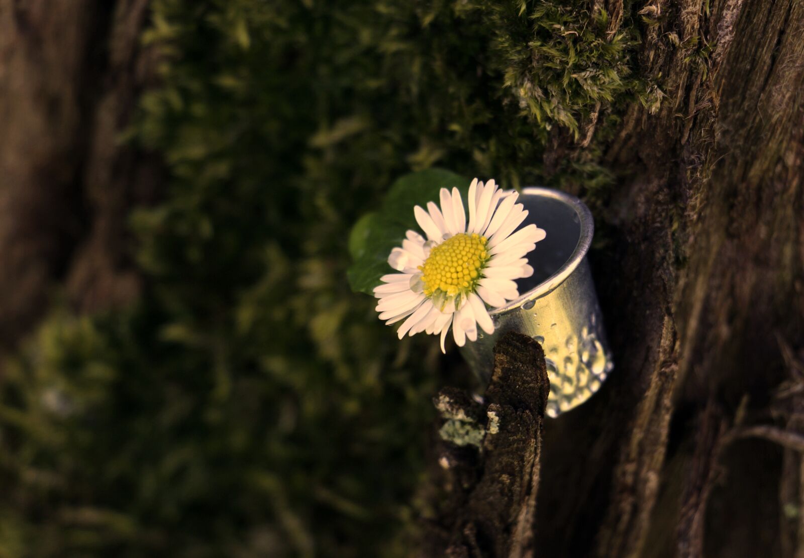 Canon EOS 100D (EOS Rebel SL1 / EOS Kiss X7) sample photo. Daisy, thimble, leaf photography