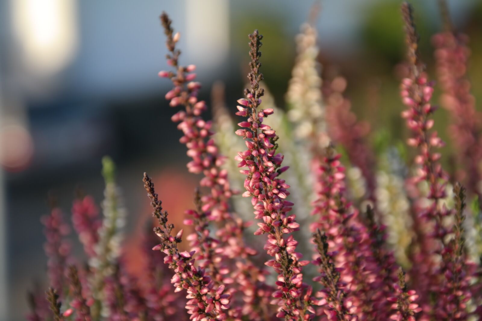 Samsung NX300 sample photo. Heide, flower, pink photography