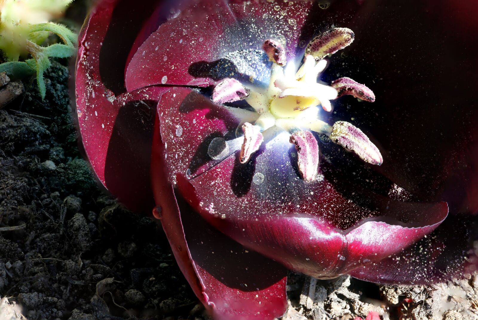 Canon EF 100mm F2.8L Macro IS USM sample photo. Tulip, spores, blossom photography