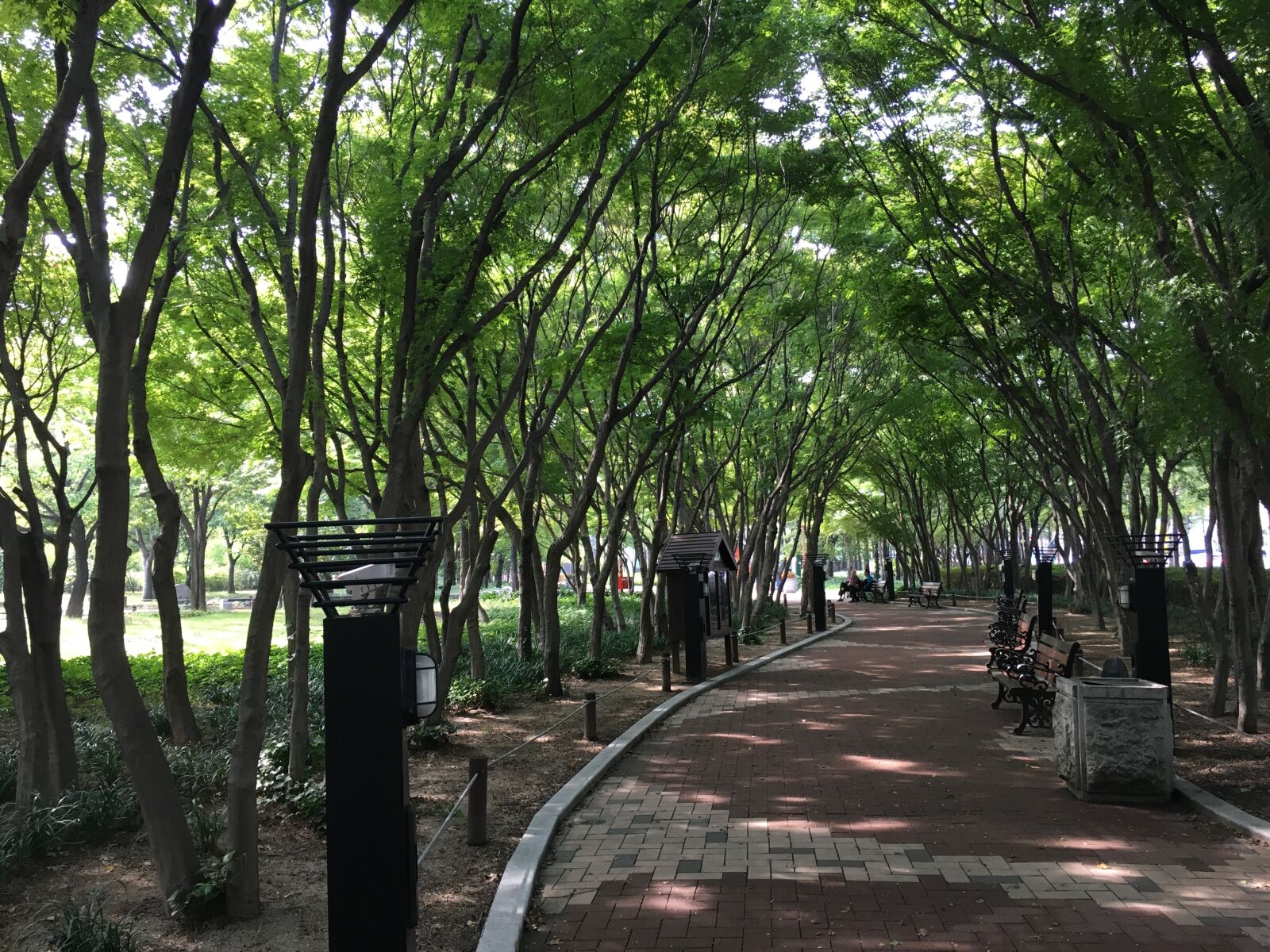 Apple iPhone 6s sample photo. Daegu, park, wood photography