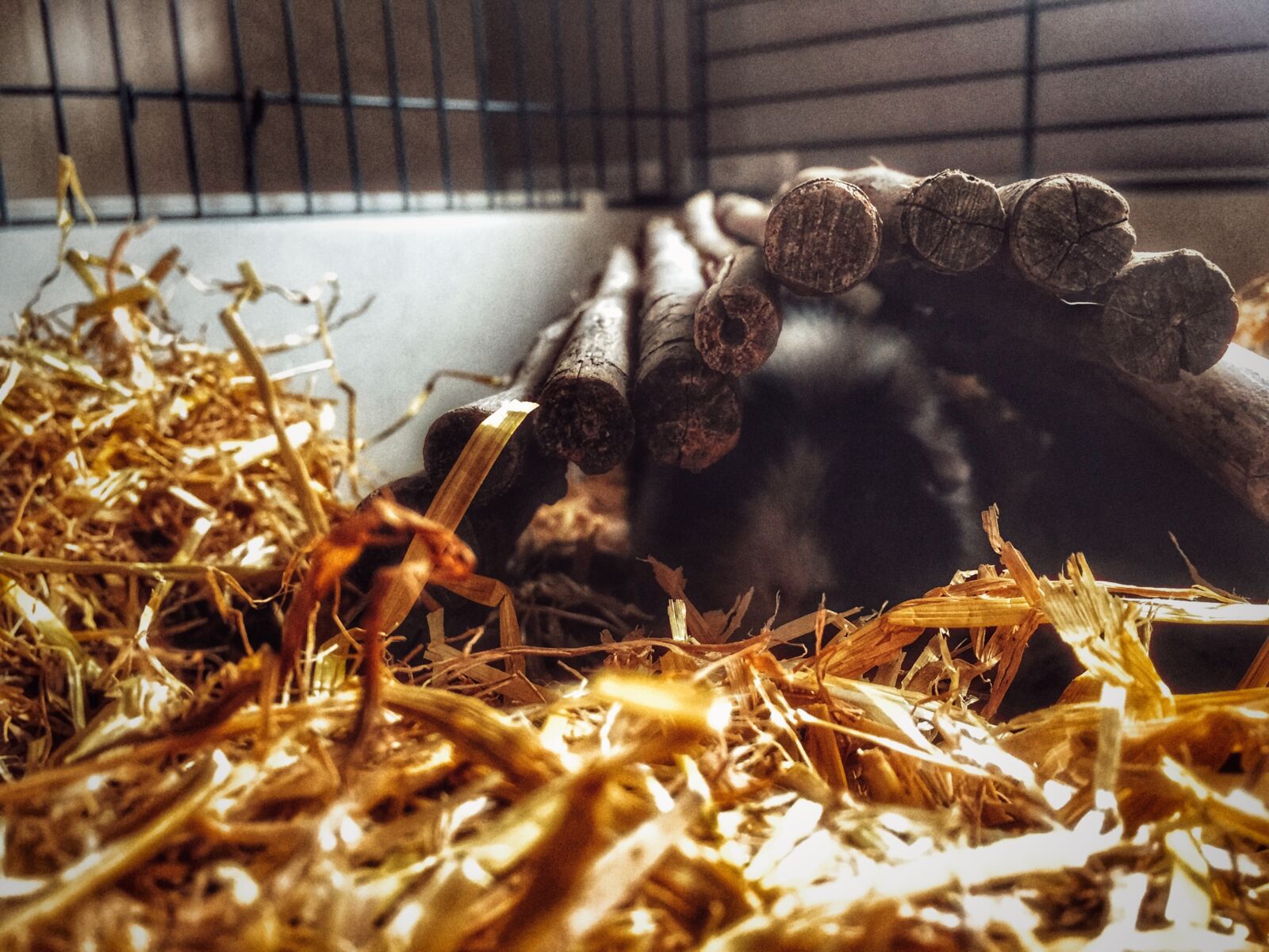 Apple iPhone 6 sample photo. Cute, guinea, pig, home photography