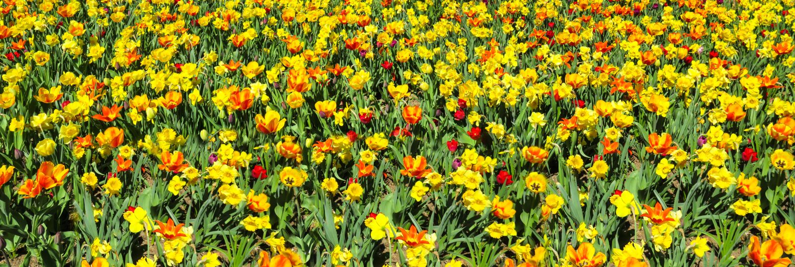 Canon PowerShot SX710 HS sample photo. Flower, plant, spring photography