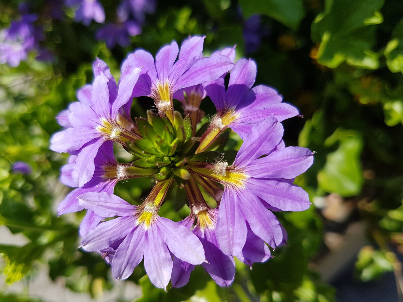 Samsung Galaxy S7 sample photo. Flower, nature, plant photography