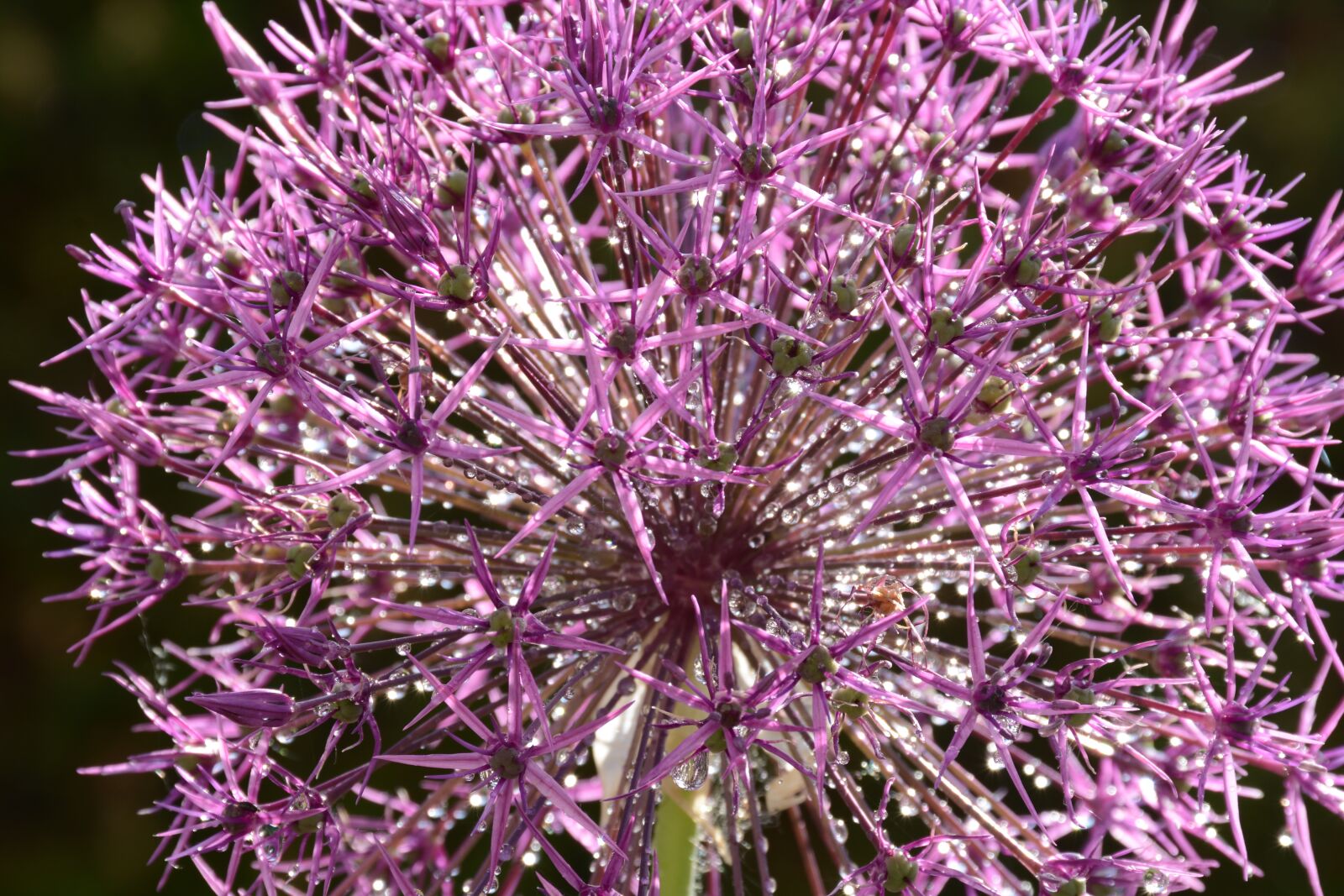 Nikon D7100 sample photo. Garlic, purple, flower photography