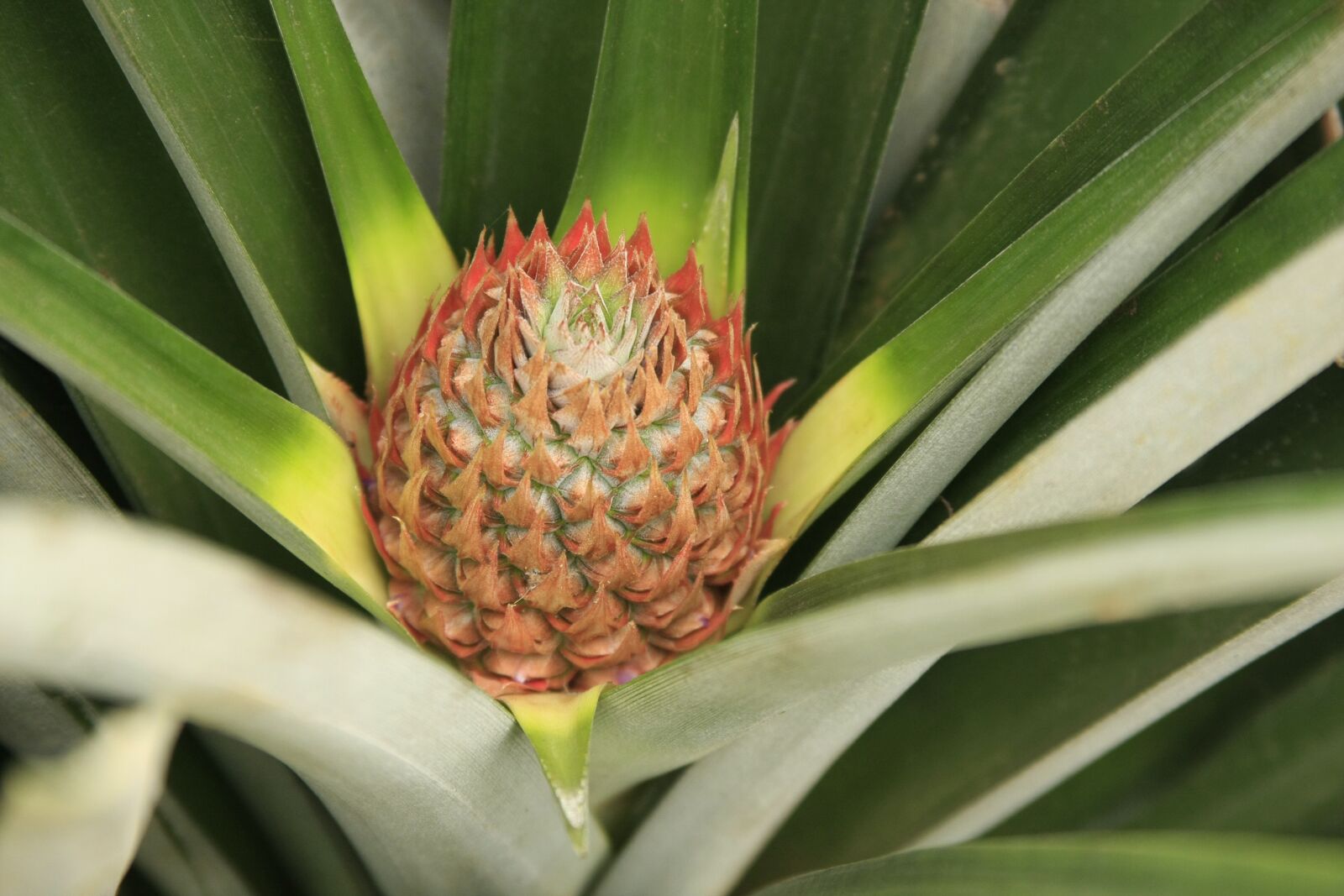 Canon EOS 40D sample photo. Plant, nature, leaf photography