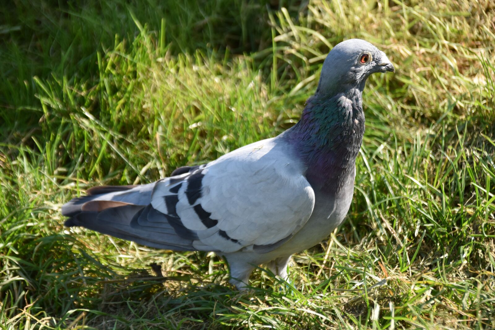 Nikon D5600 sample photo. Homing pigeon, pigeon, bird photography