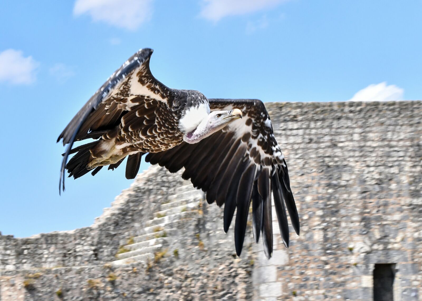 Nikon D500 sample photo. Griffon vulture, vulture, bird photography